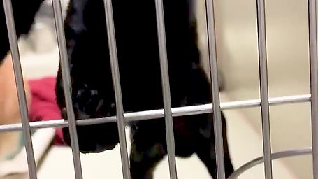 LA Dog Rescue Video - Fur-Ever Homes